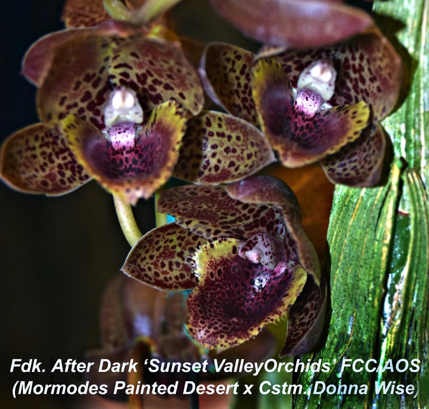 Fdk. After Dark ‘Sunset ValleyOrchids' prev bloom